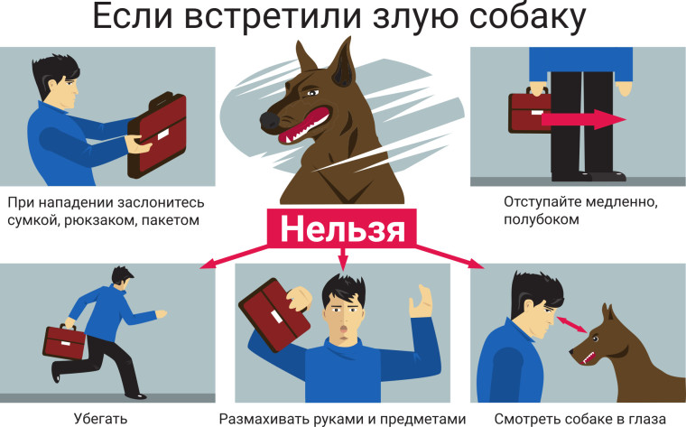 Памятка о порядке действия при обнаружении животных (собак) без владельцев на территории Кизилюртовского района.